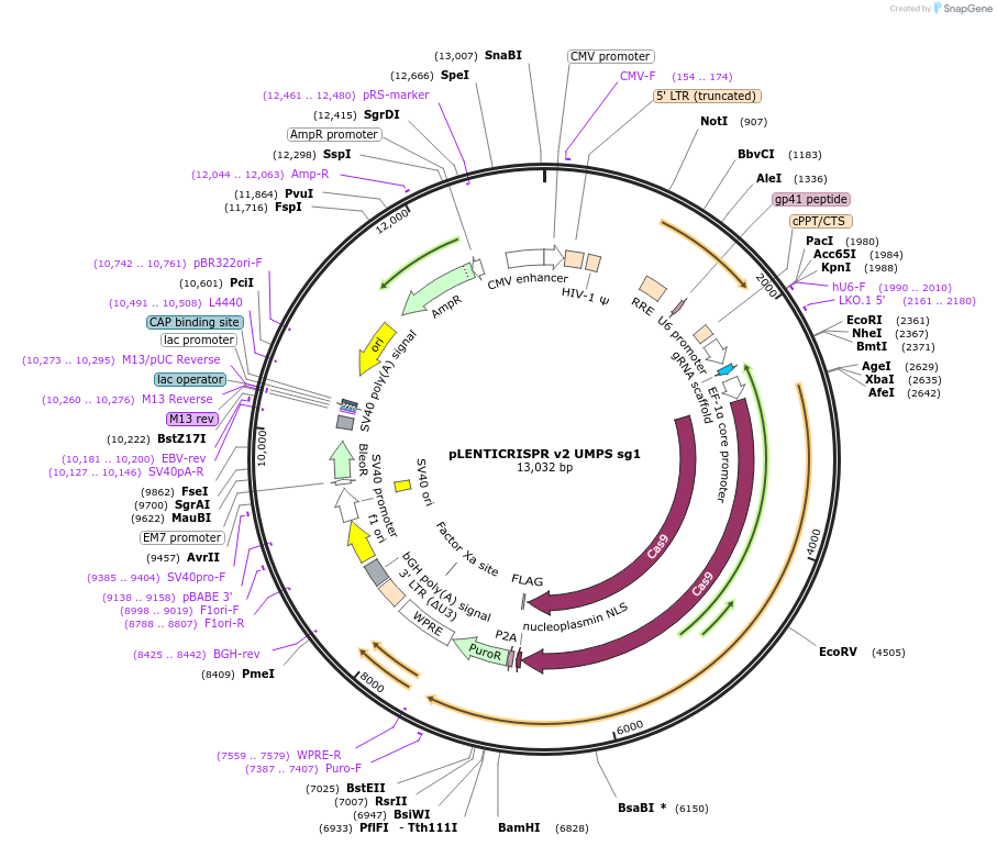 258049-plasmid-map-sequence-id-519217