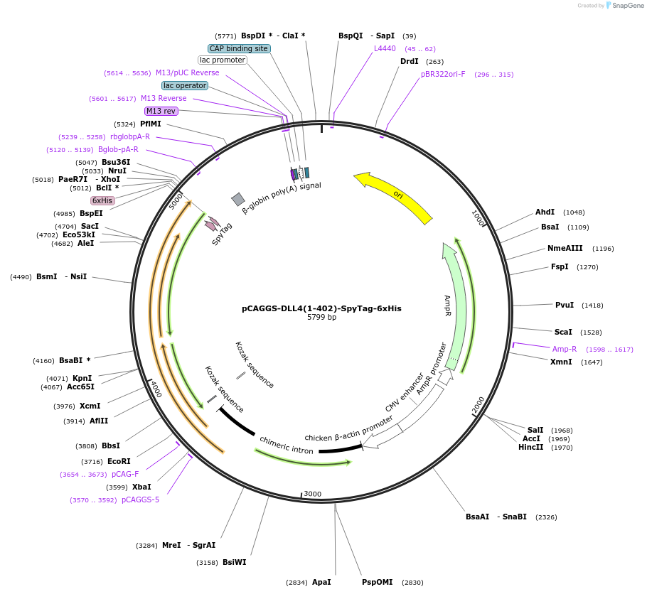 259523-plasmid-map-sequence-id-519248