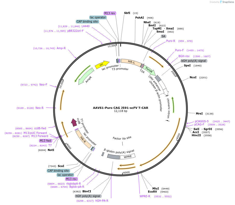 171961-plasmid-map-sequence-id-519249