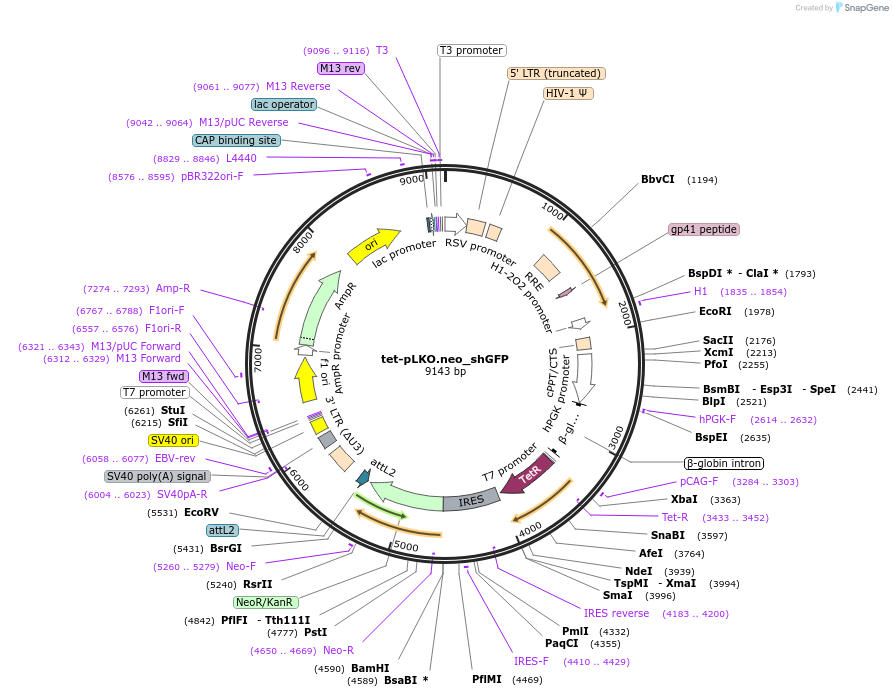 110470-plasmid-map-sequence-id-519251