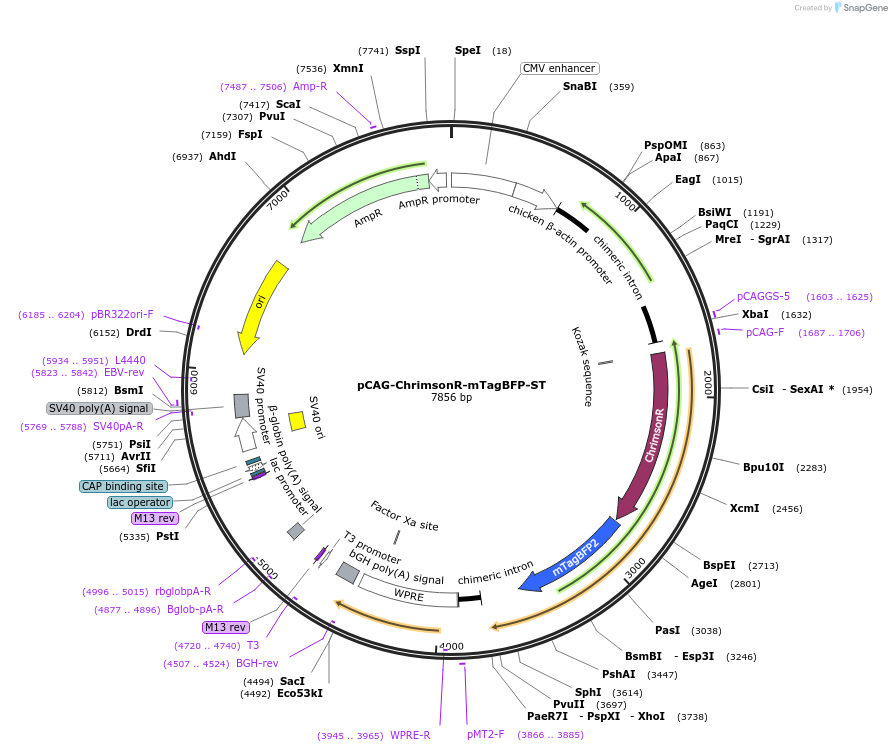 258874-plasmid-map-sequence-id-519286