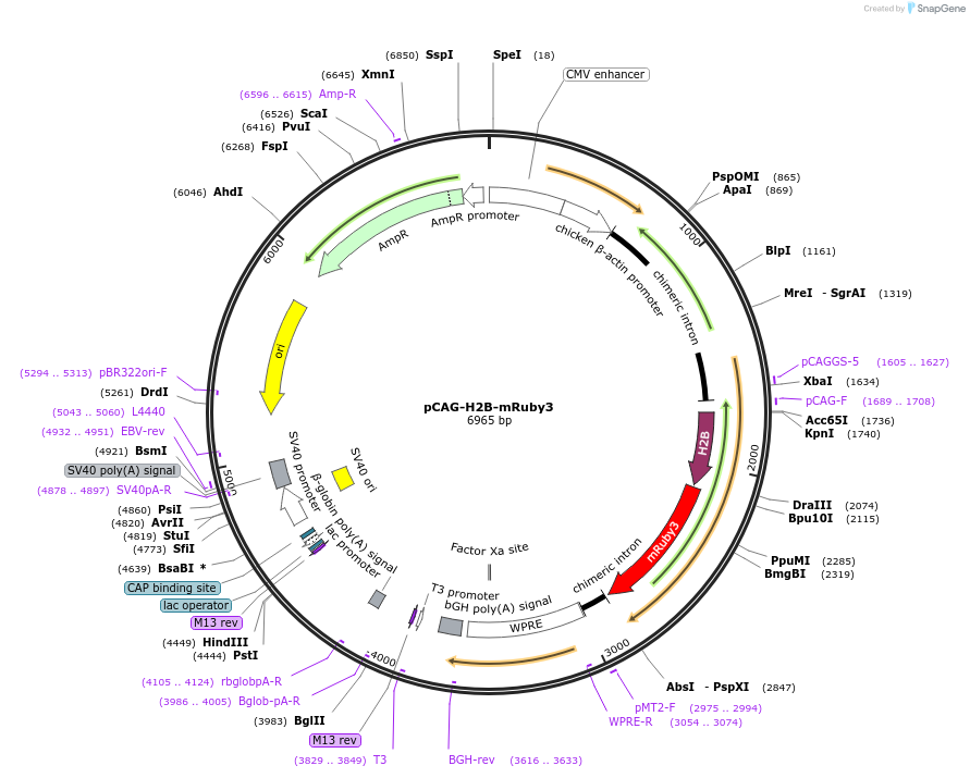 258886-plasmid-map-sequence-id-519289