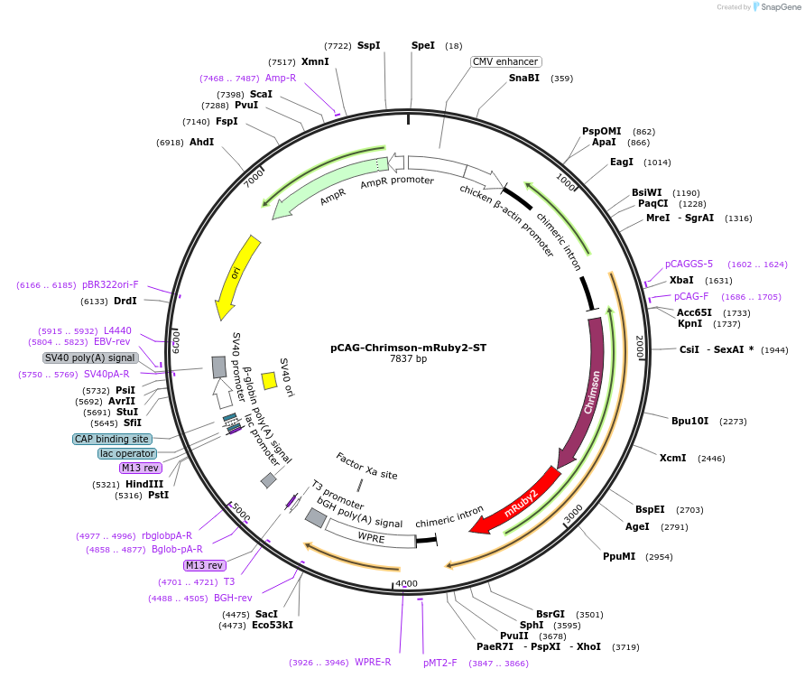 258876-plasmid-map-sequence-id-519293