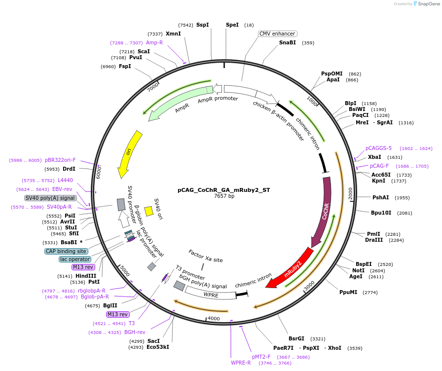 258888-plasmid-map-sequence-id-519294