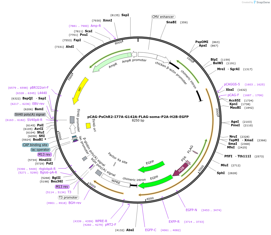 258881-plasmid-map-sequence-id-519295