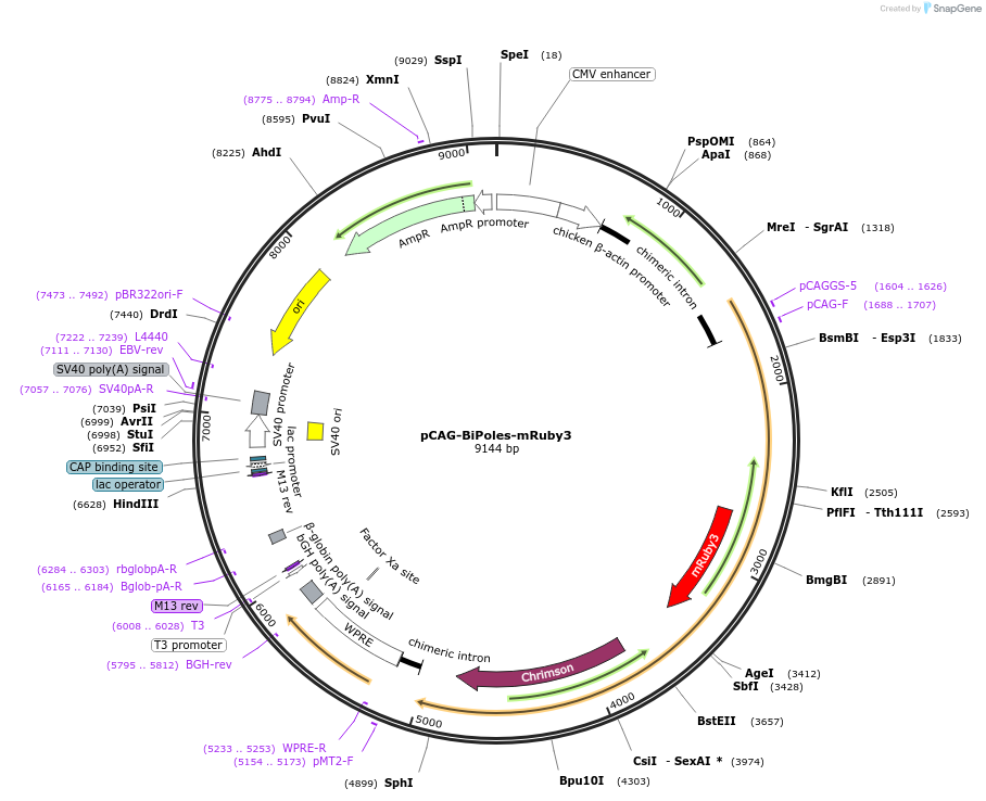 258871-plasmid-map-sequence-id-519297