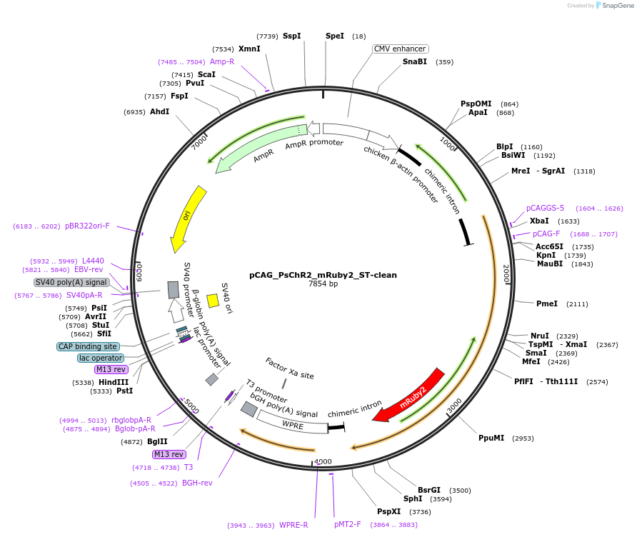 258869-plasmid-map-sequence-id-519298
