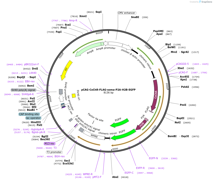 258870-plasmid-map-sequence-id-519299