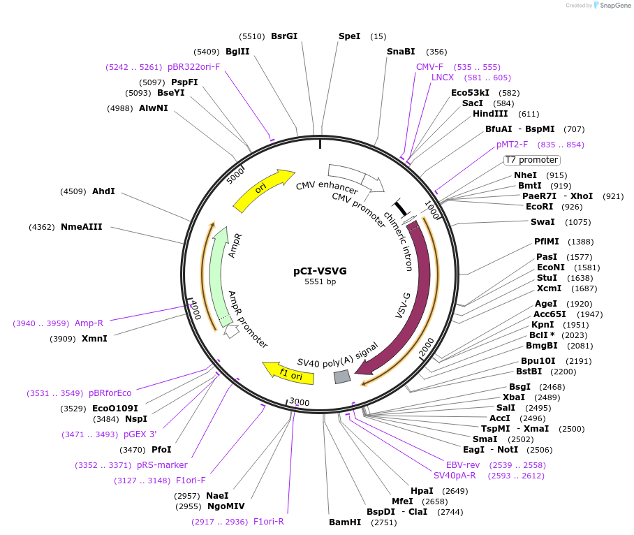 1733-plasmid-map-sequence-id-519303
