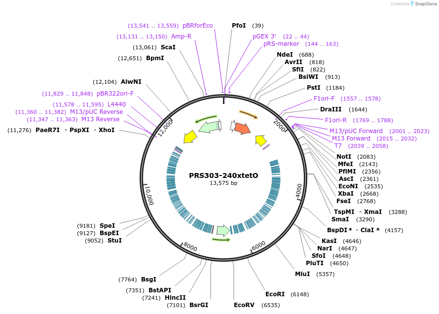 44754-plasmid-map-sequence-id-519365