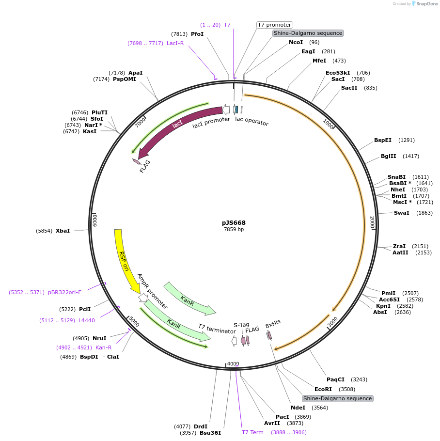 257116-plasmid-map-sequence-id-519373
