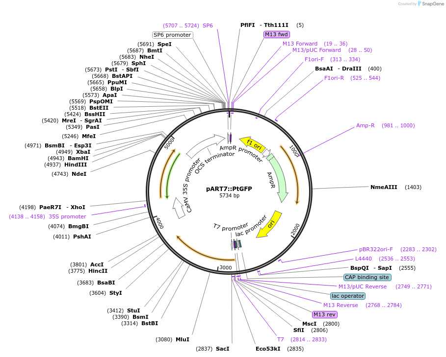 258578-plasmid-map-sequence-id-519376