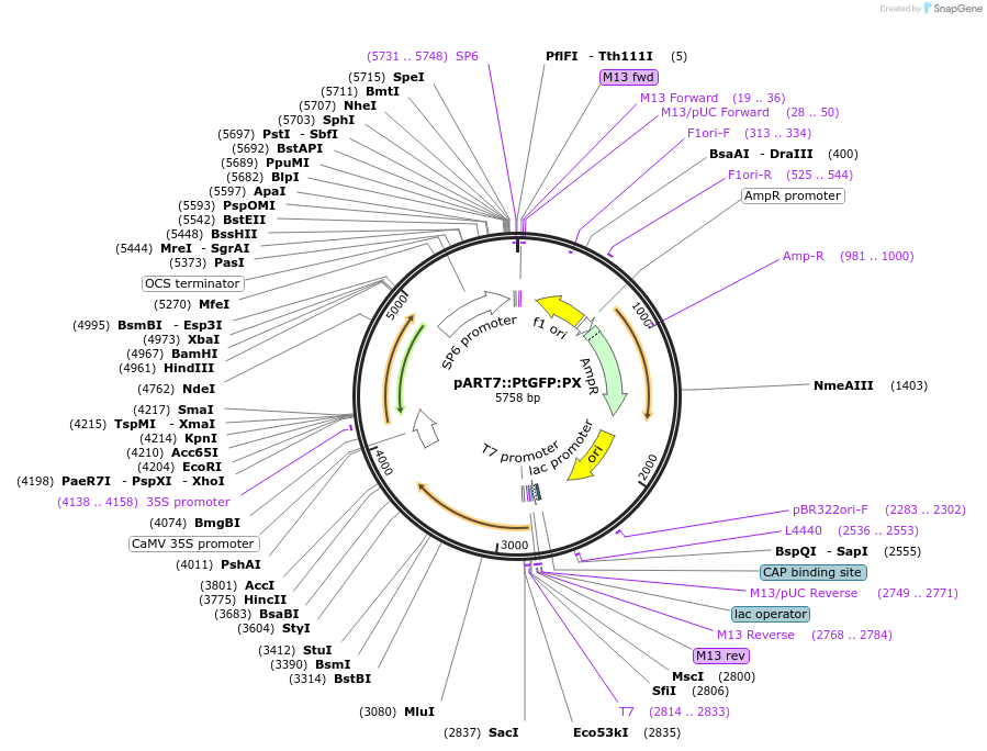 258580-plasmid-map-sequence-id-519379