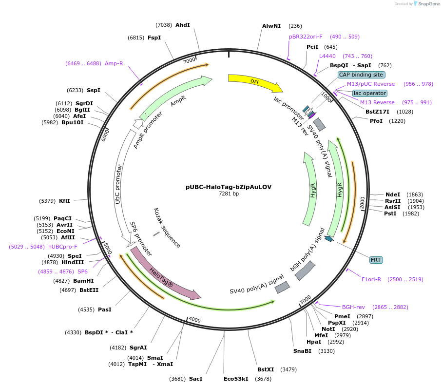 260116-plasmid-map-sequence-id-519380