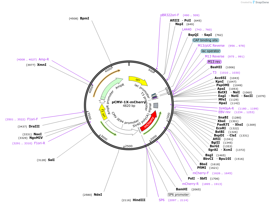 260123-plasmid-map-sequence-id-519387