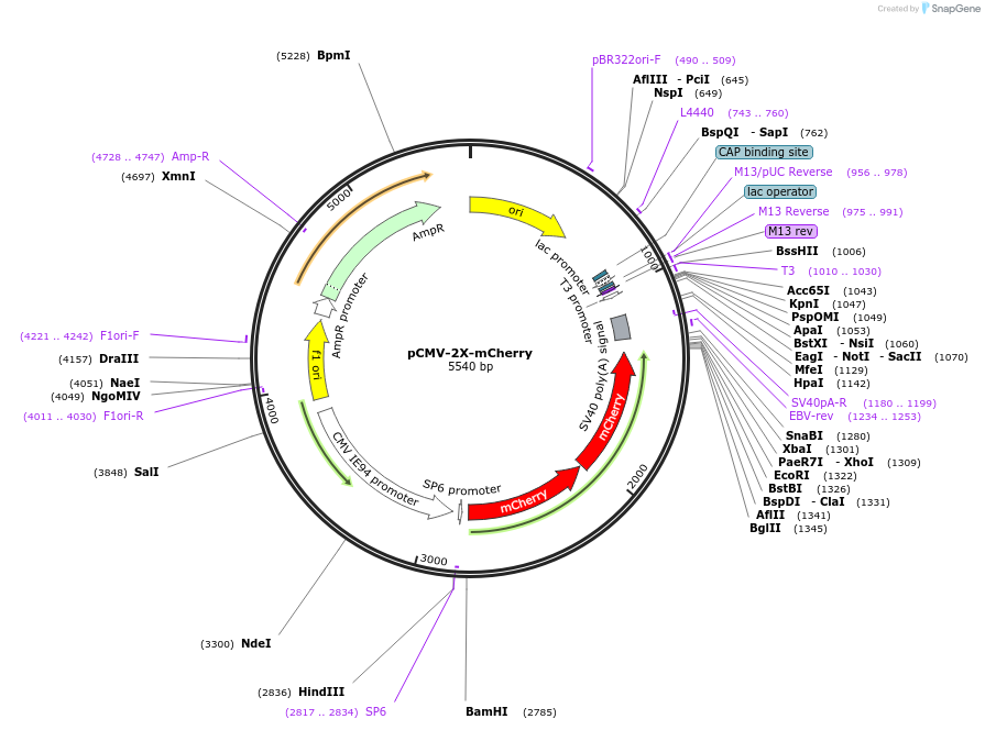 260124-plasmid-map-sequence-id-519388