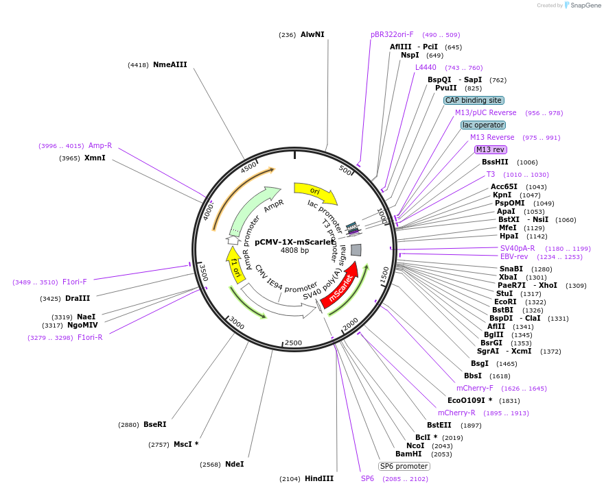 260125-plasmid-map-sequence-id-519389