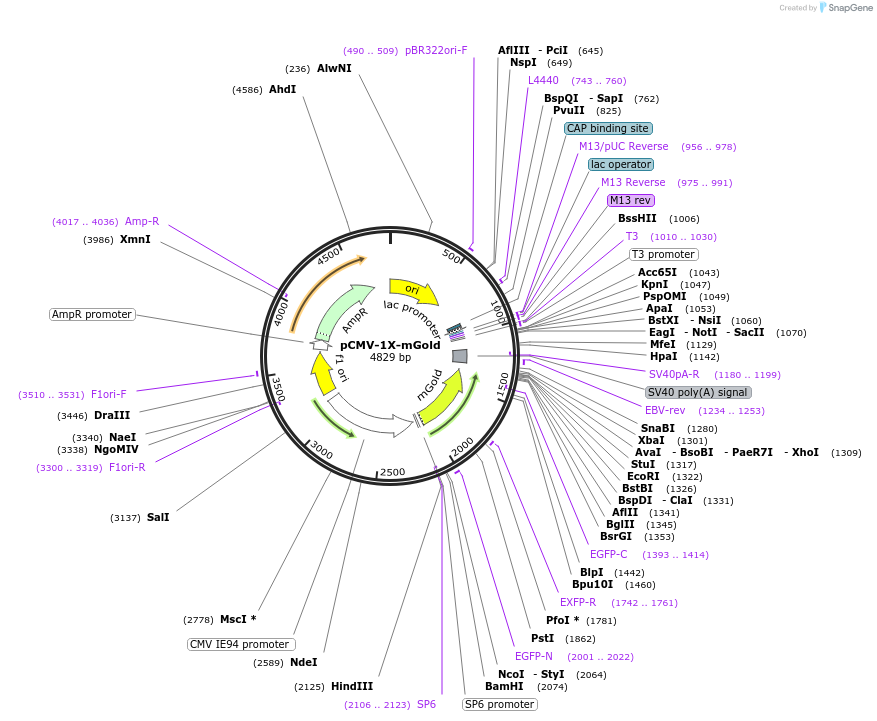 260126-plasmid-map-sequence-id-519390