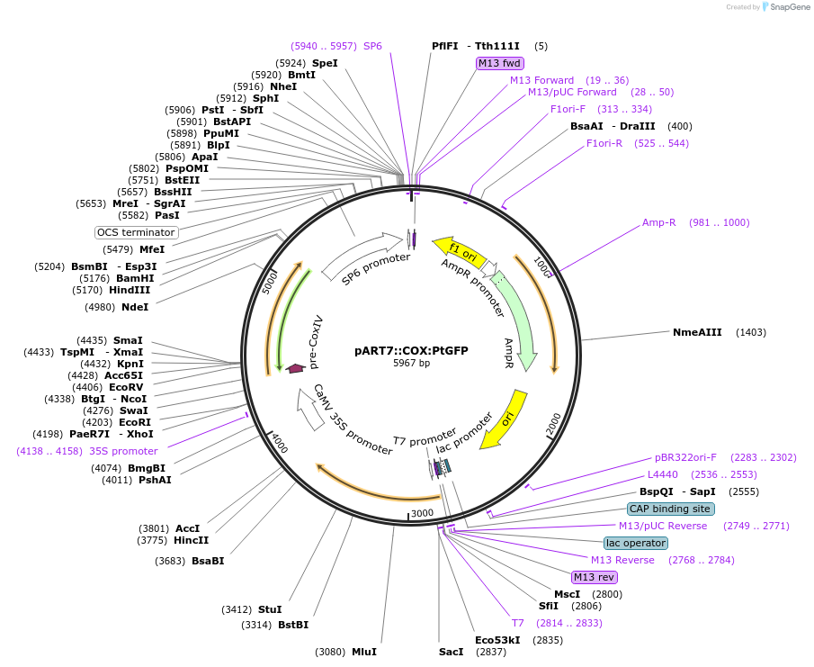 258581-plasmid-map-sequence-id-519391