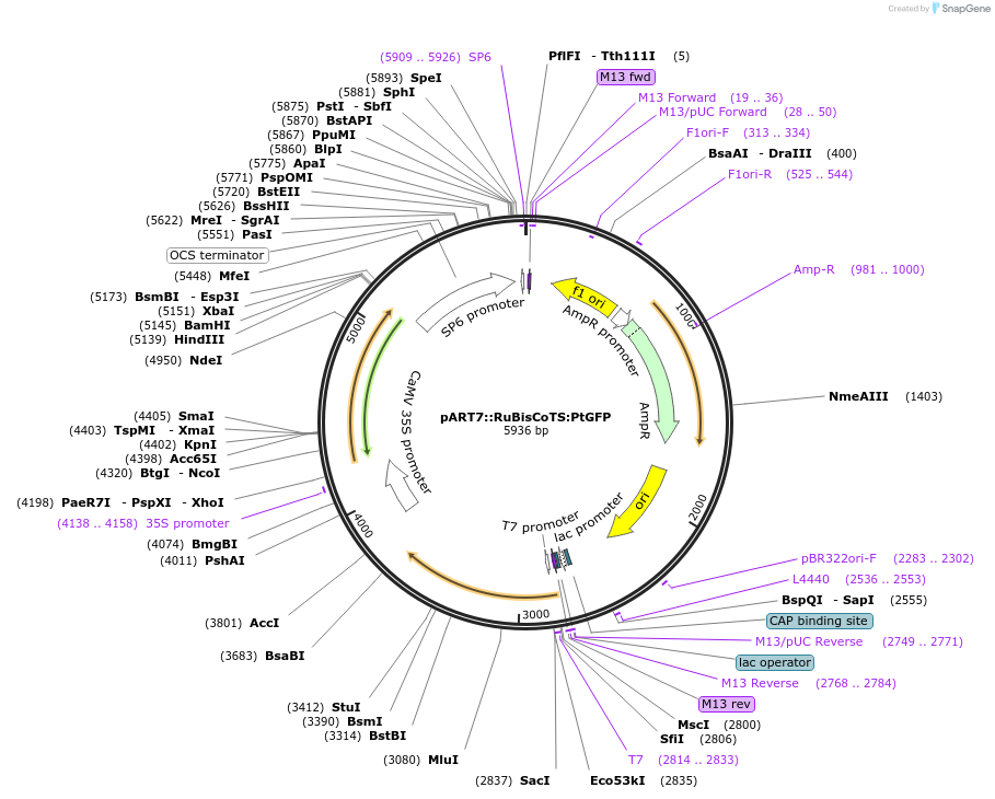 258582-plasmid-map-sequence-id-519394