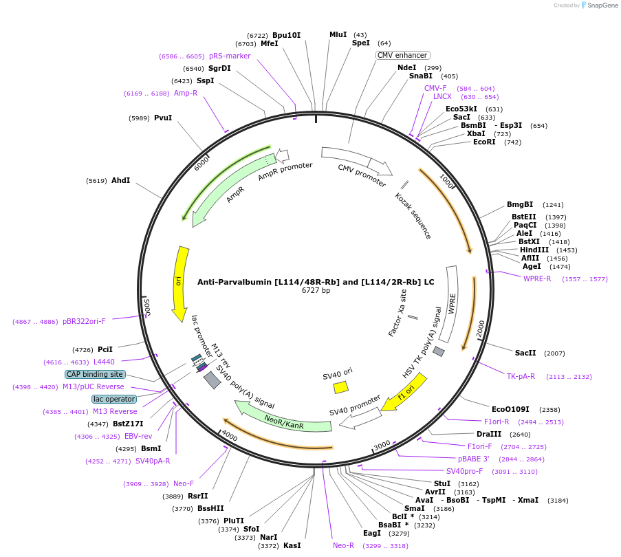 260700-plasmid-map-sequence-id-519396