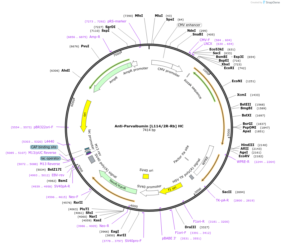 260701-plasmid-map-sequence-id-519397