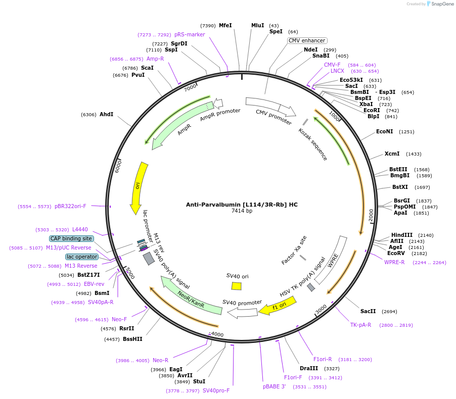 260706-plasmid-map-sequence-id-519400