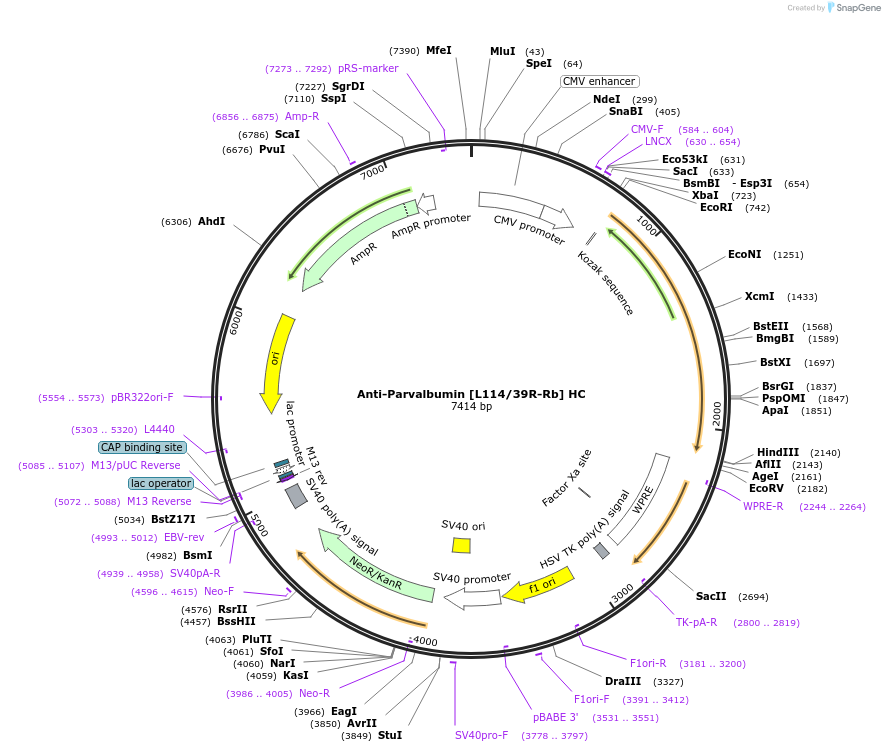 260702-plasmid-map-sequence-id-519401