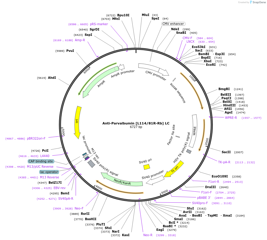 260705-plasmid-map-sequence-id-519402