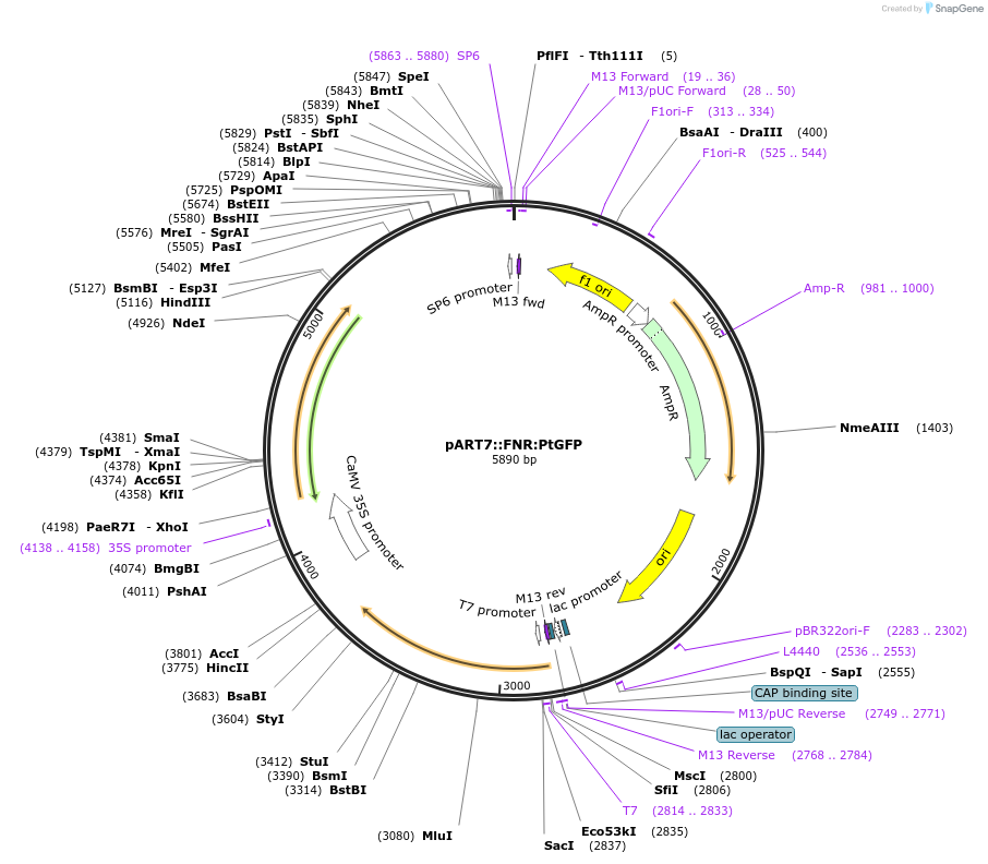 258583-plasmid-map-sequence-id-519403