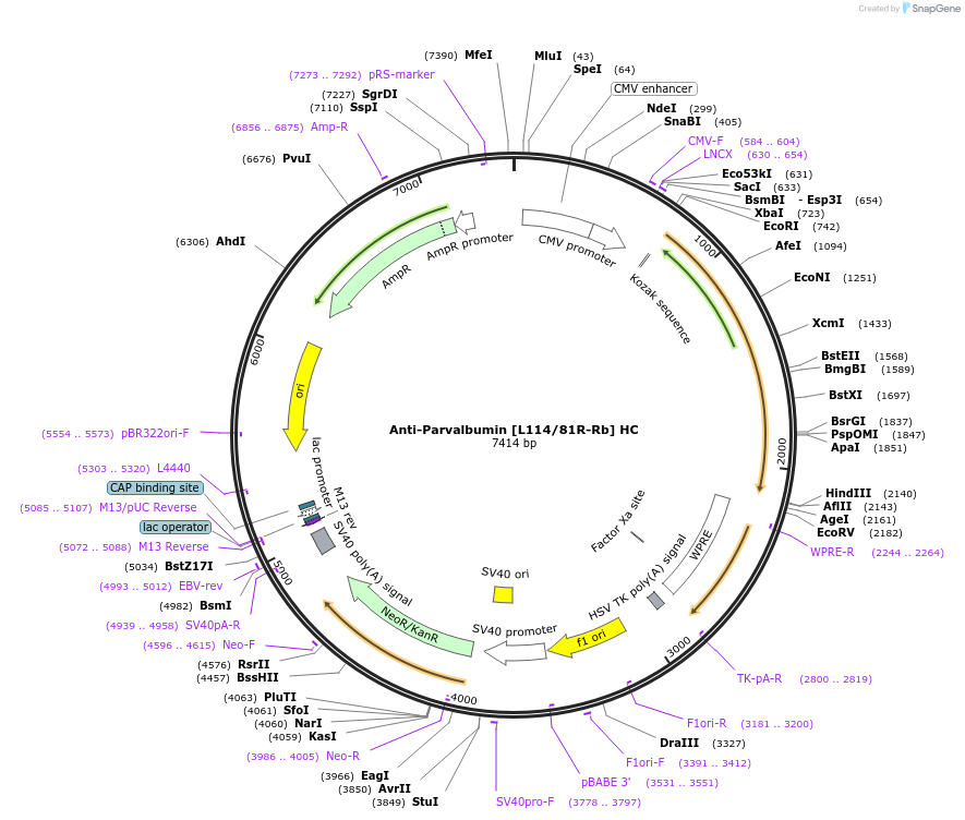 260704-plasmid-map-sequence-id-519404