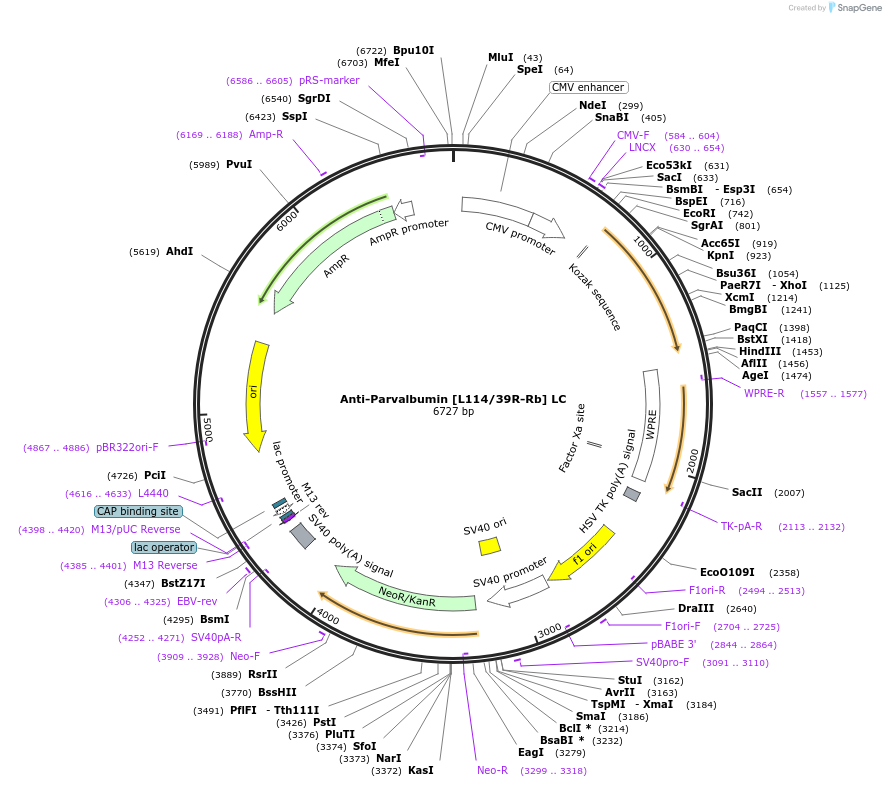 260703-plasmid-map-sequence-id-519405