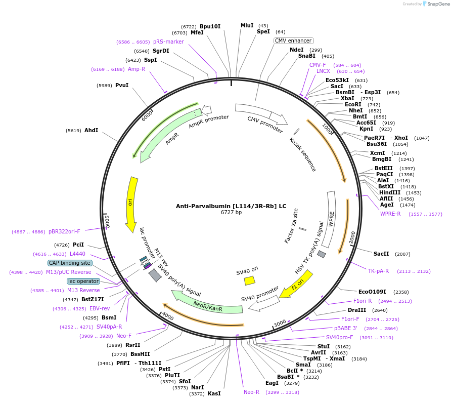 260707-plasmid-map-sequence-id-519406
