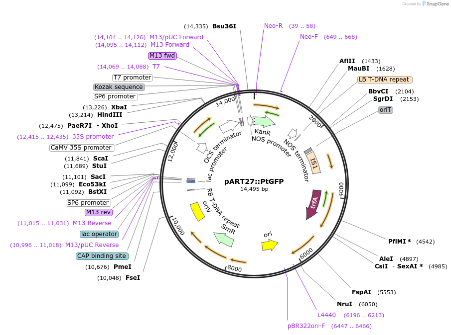258579-plasmid-map-sequence-id-519408
