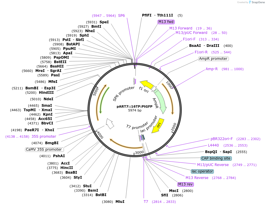 258584-plasmid-map-sequence-id-519410
