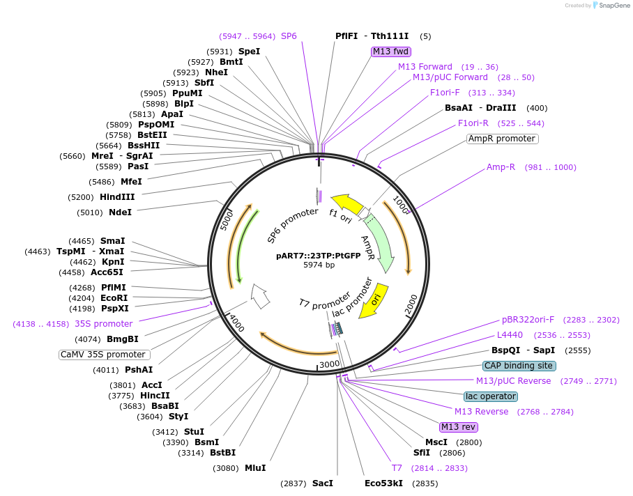 258585-plasmid-map-sequence-id-519411