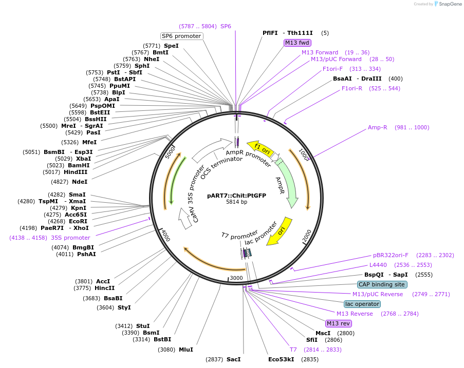 258586-plasmid-map-sequence-id-519412
