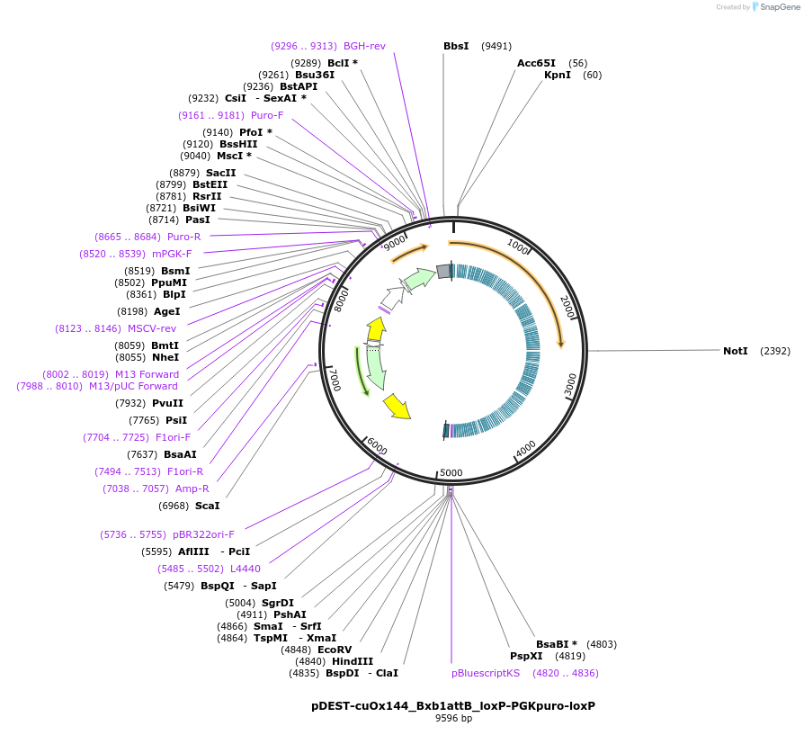 119903-plasmid-map-sequence-id-519418
