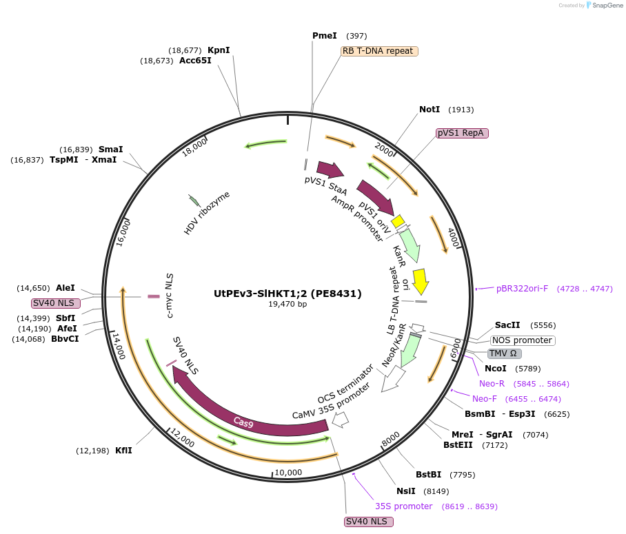 257971-plasmid-map-sequence-id-519437