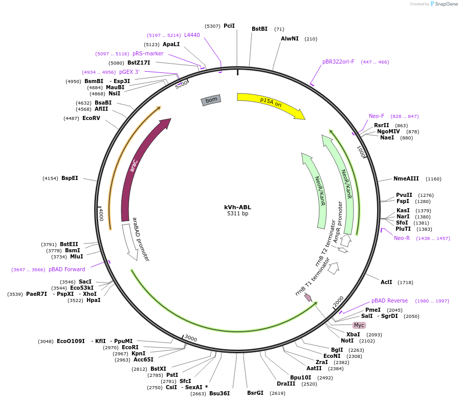 259379-plasmid-map-sequence-id-519474