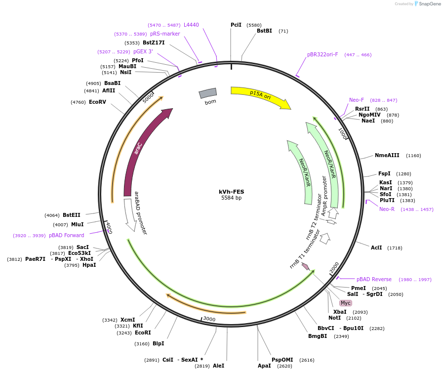 259382-plasmid-map-sequence-id-519475