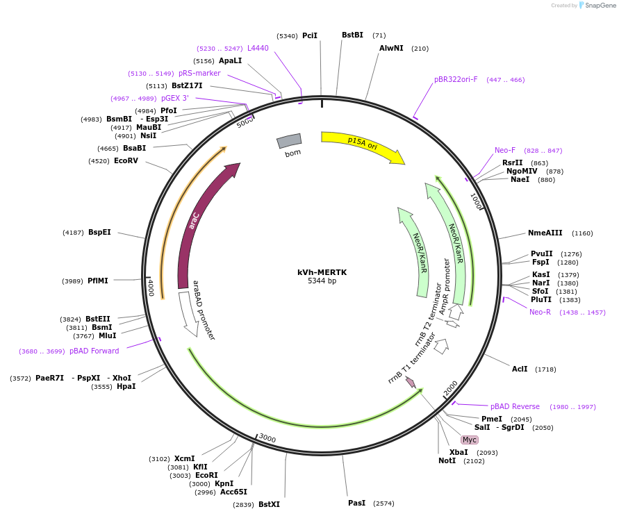 259384-plasmid-map-sequence-id-519476