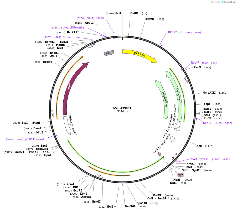 259380-plasmid-map-sequence-id-519477