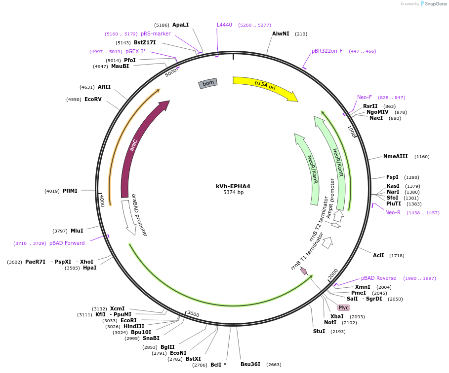 259386-plasmid-map-sequence-id-519478