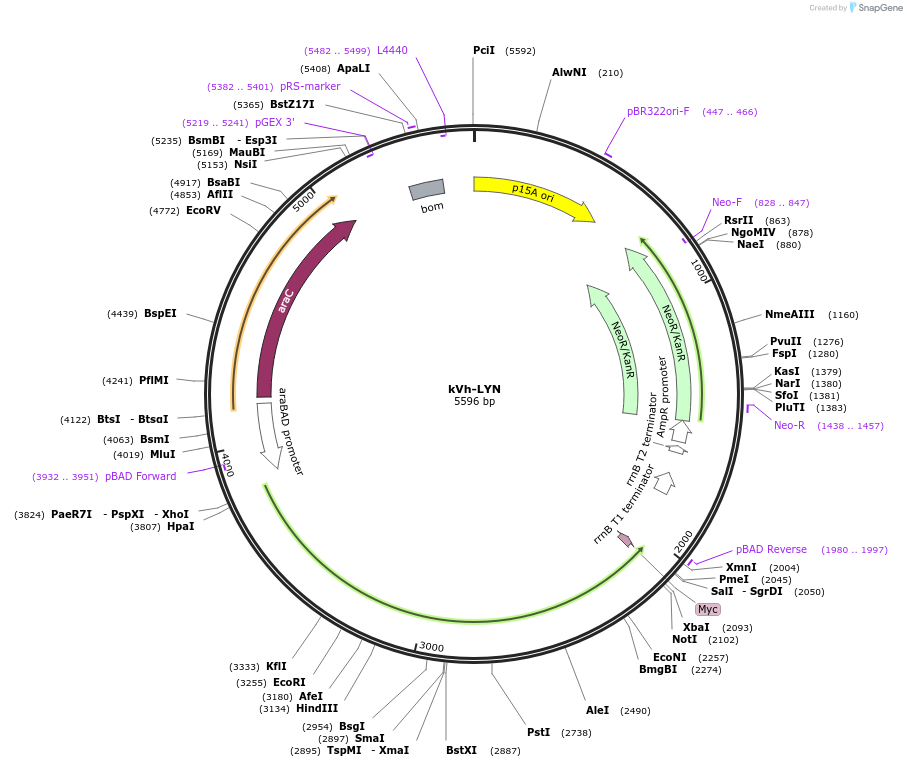 259385-plasmid-map-sequence-id-519479