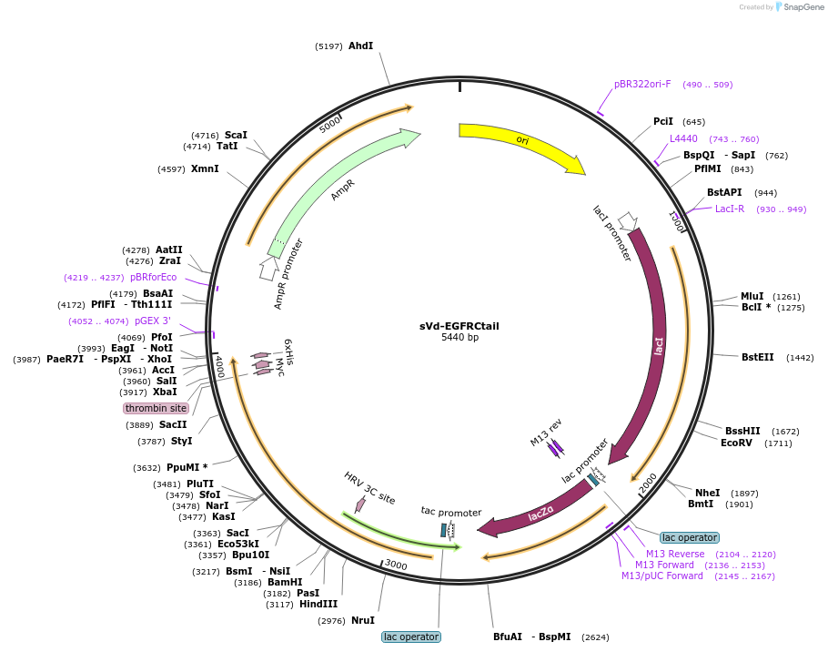 259388-plasmid-map-sequence-id-519484