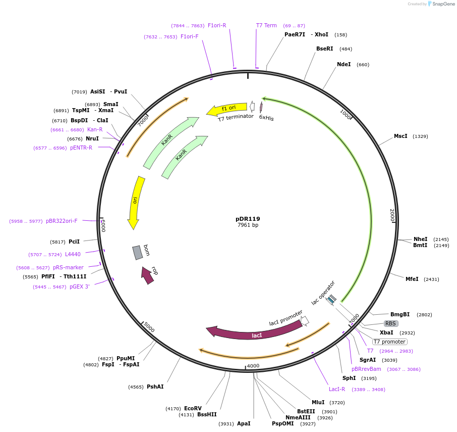 13332-plasmid-map-sequence-id-519595