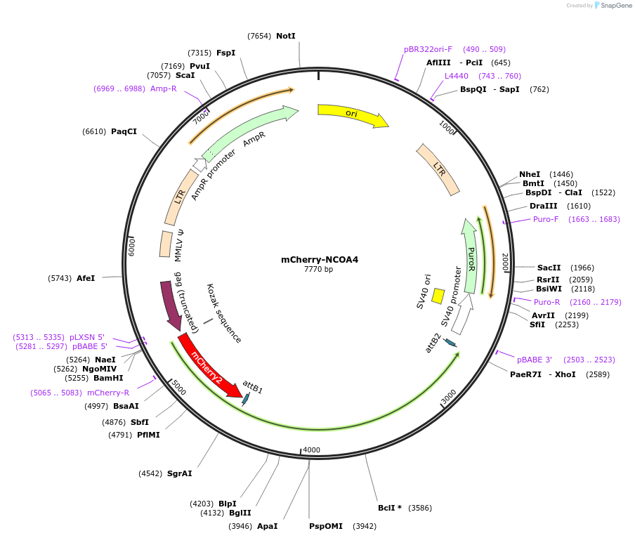 258165-plasmid-map-sequence-id-519631