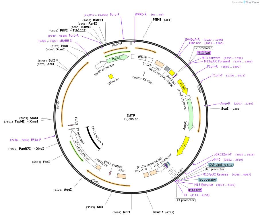 24311-plasmid-map-sequence-id-519635