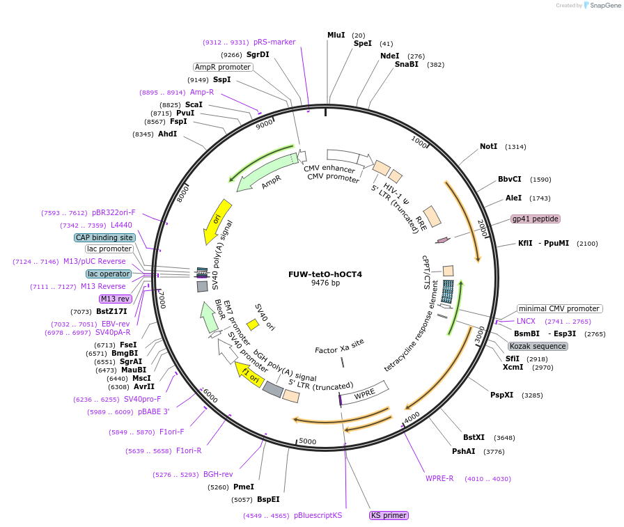 20726-plasmid-map-sequence-id-519636